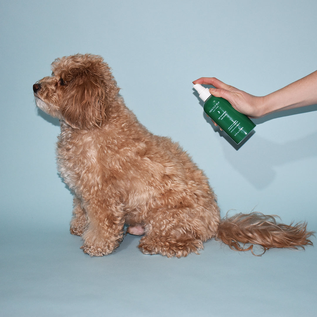 Dry Shampoo for Dogs